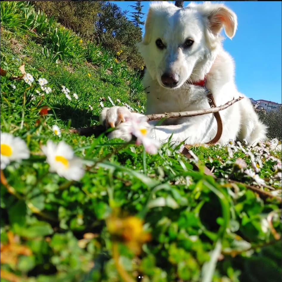 Cane rilassato su un terrazzo al sole